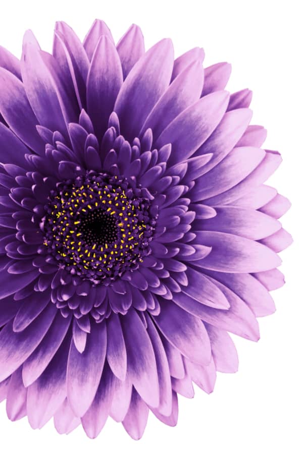 flower flower