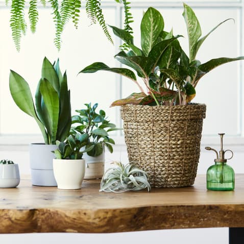 plants plants