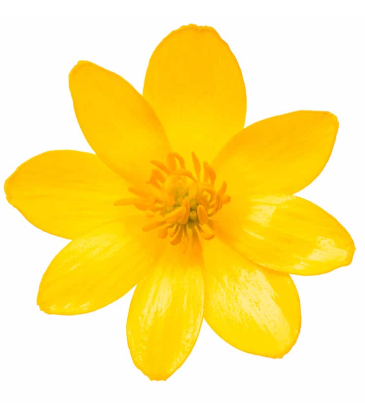 yellow flower yellow flower