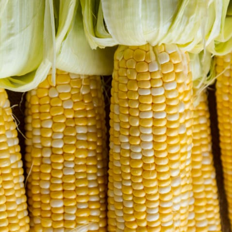 corn corn